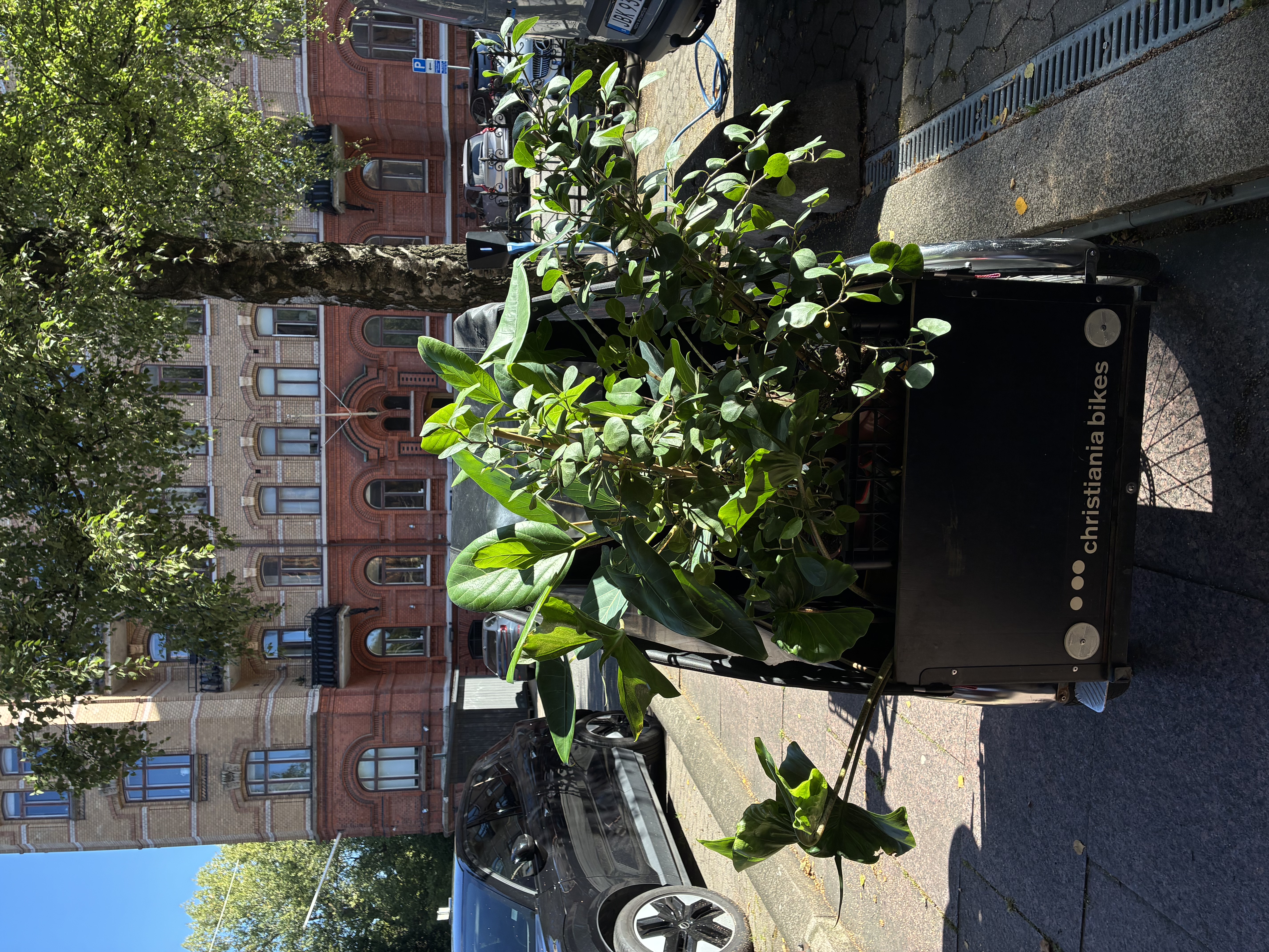 Blomsterbåge & Fond
